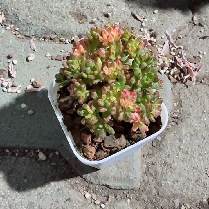 小人祭锦多肉植物