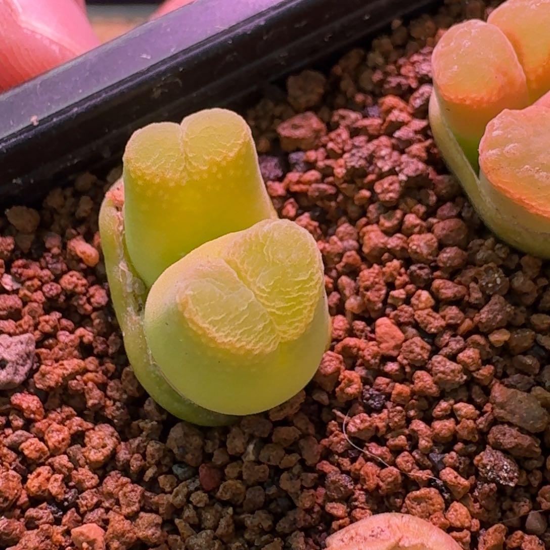 云缦精品番杏17.29小浣熊 矮墩墩