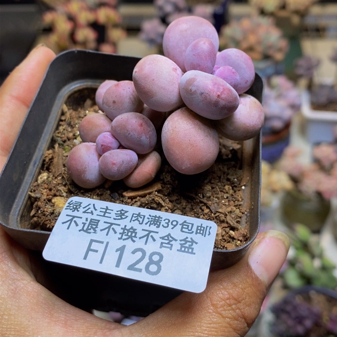 128蛋黄奶多肉3c m