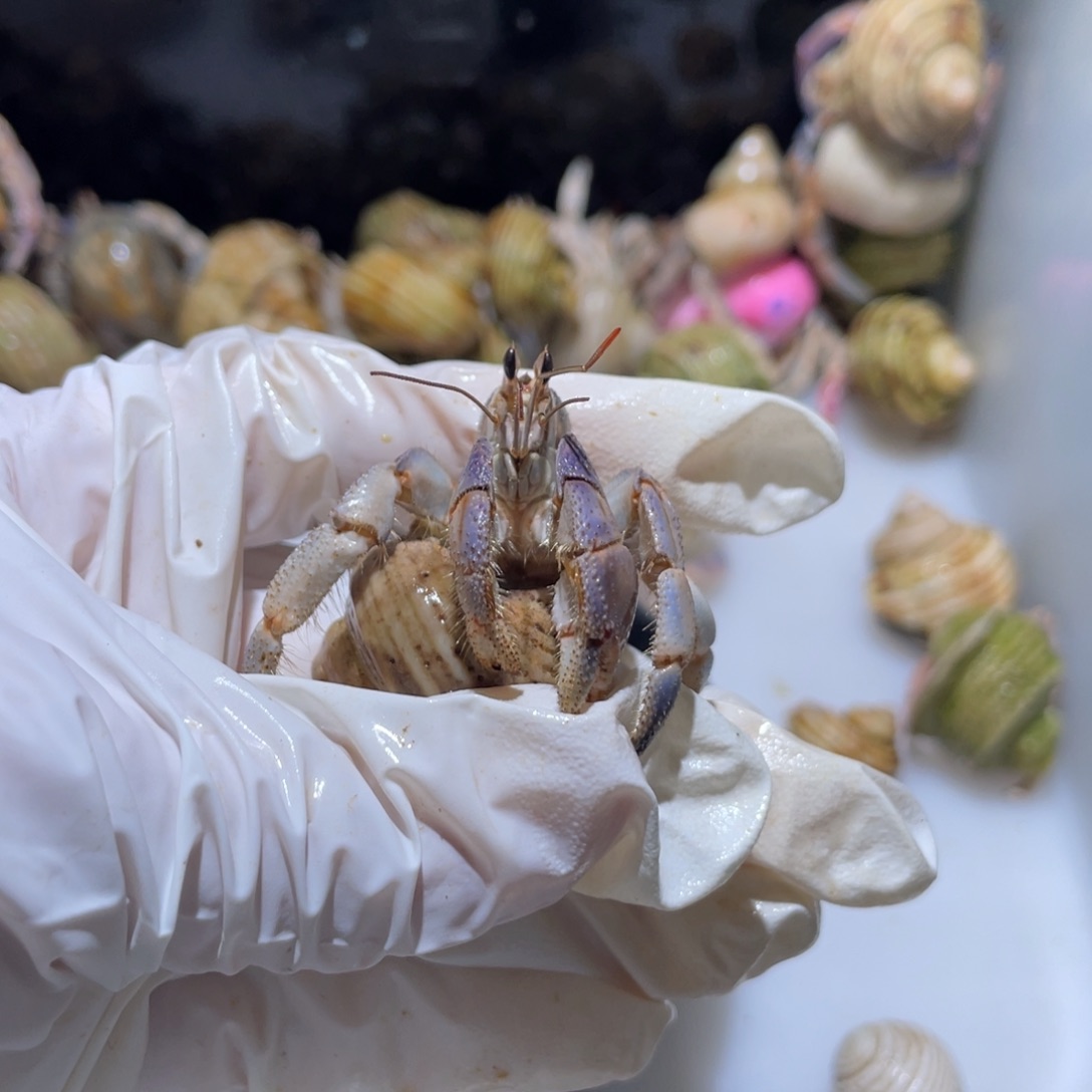 紫陆少腿福利了1.7口