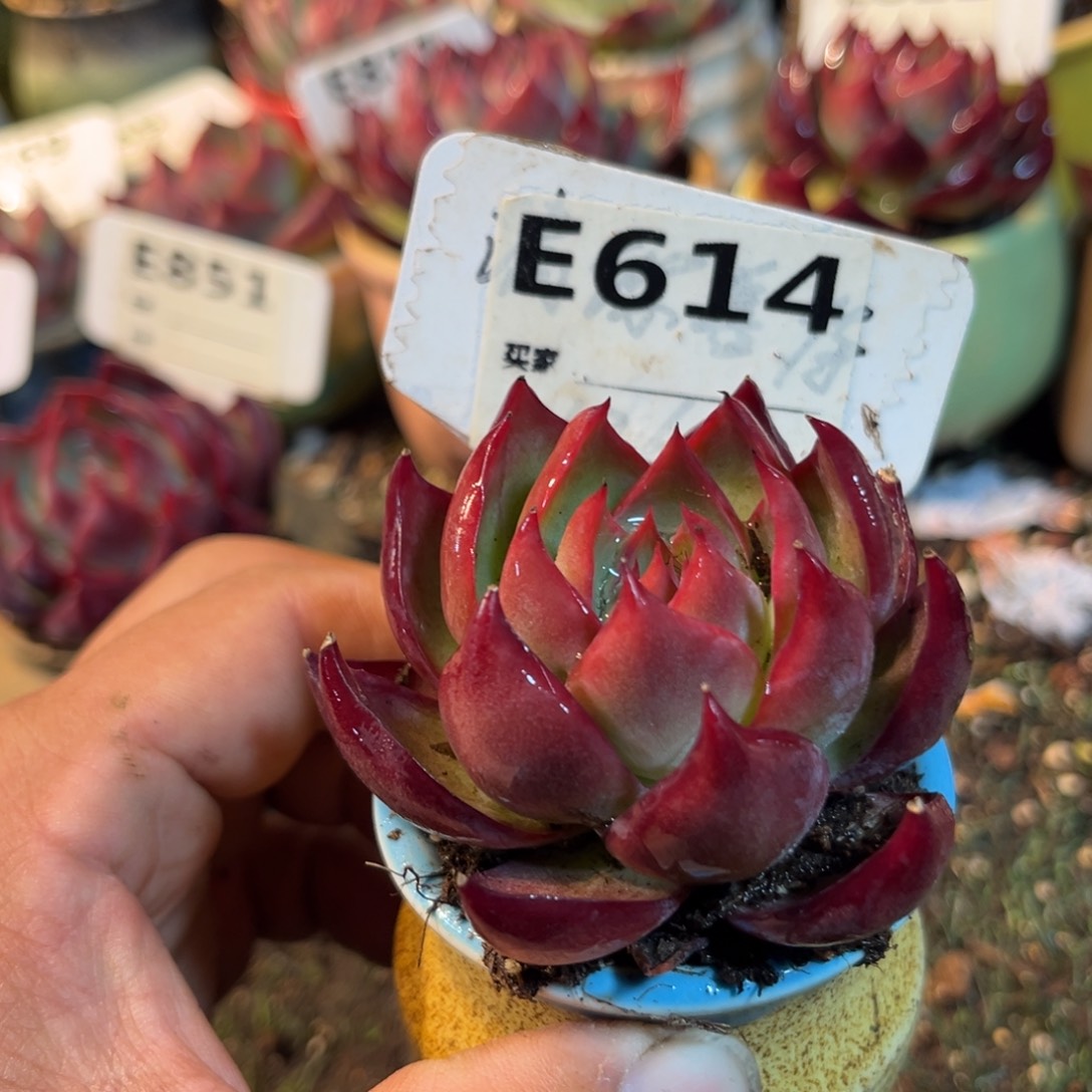 惊鸿一瞥614号多肉