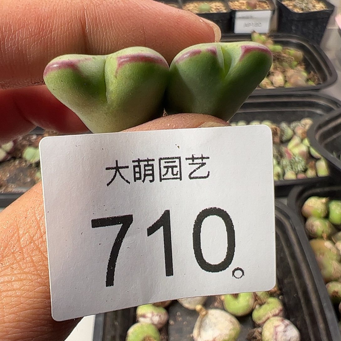 一物一拍正版1414.71皮卡丘710