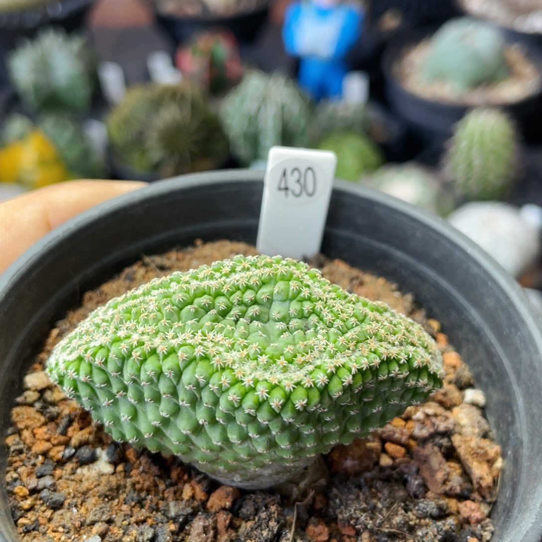 仙人球满 28包邮盆口径5公分菊水缀化5.4公分