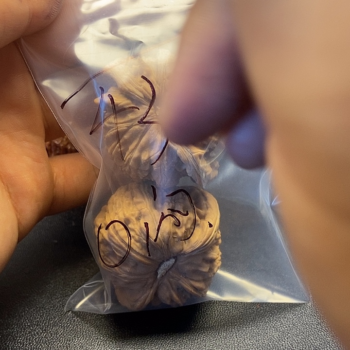 好***~核桃二十三号文玩