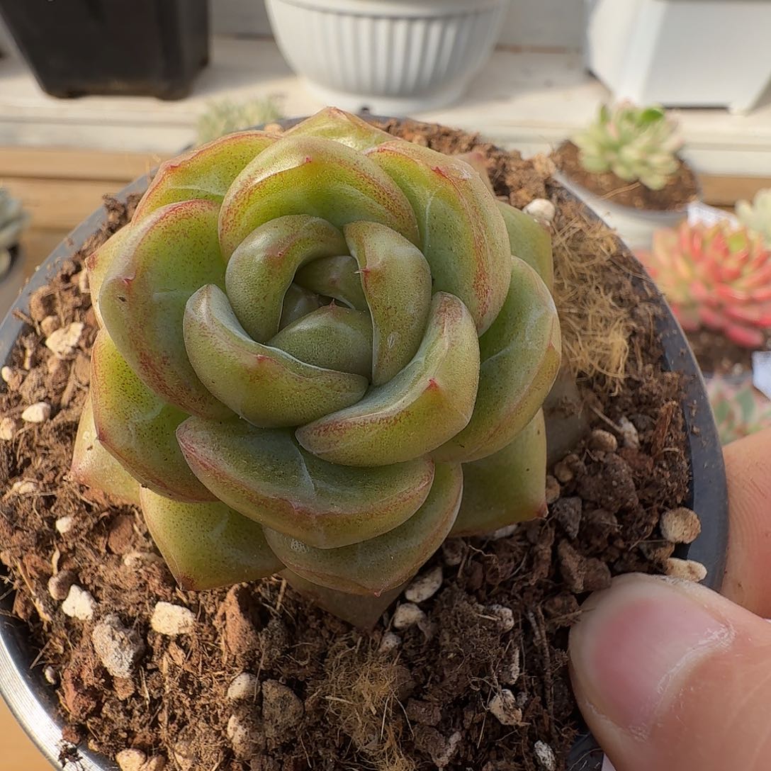 砖石珍妮111212-151