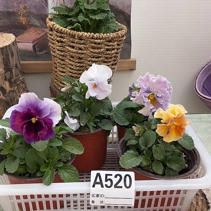 完全开放角堇A520