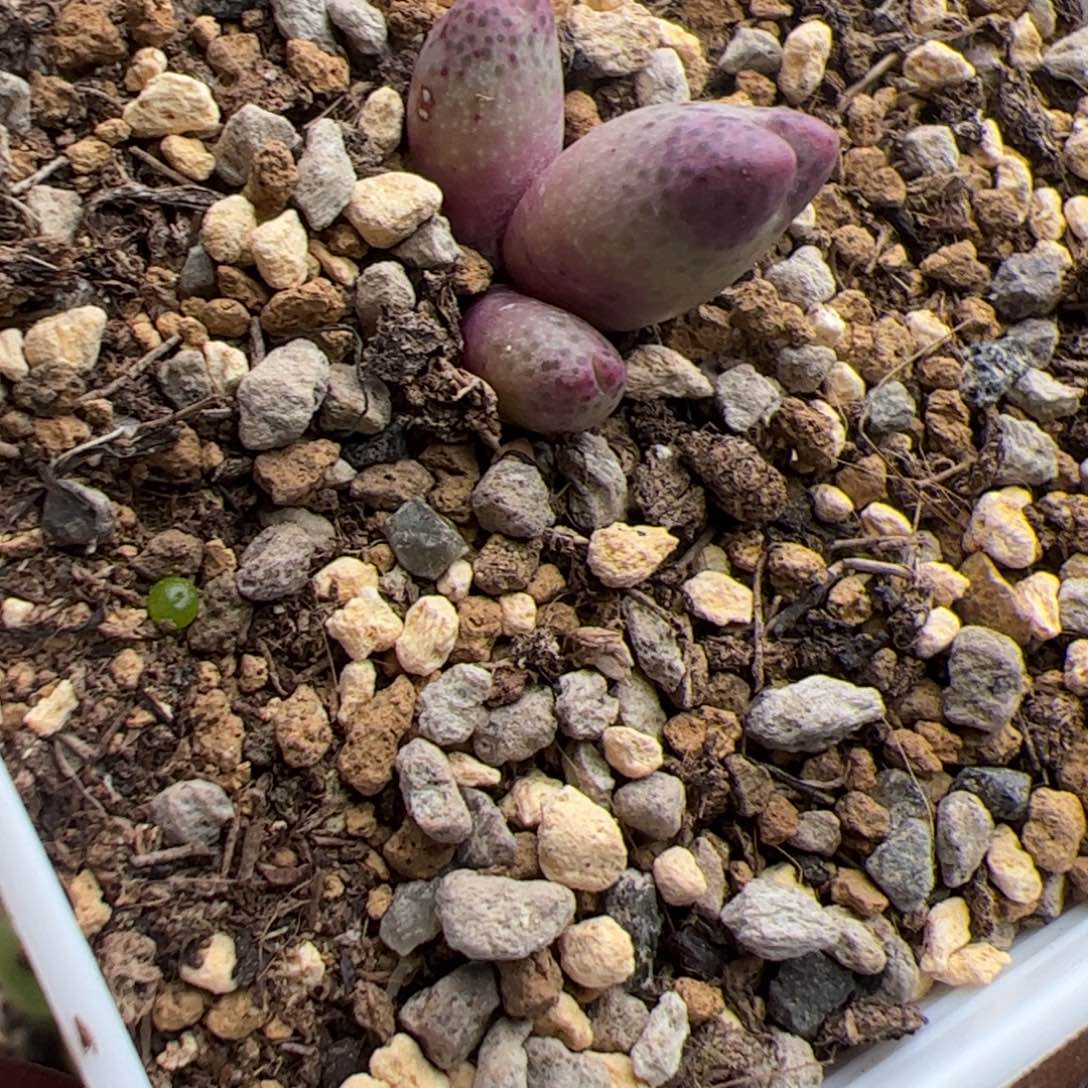 12.25斑马杂多肉植11