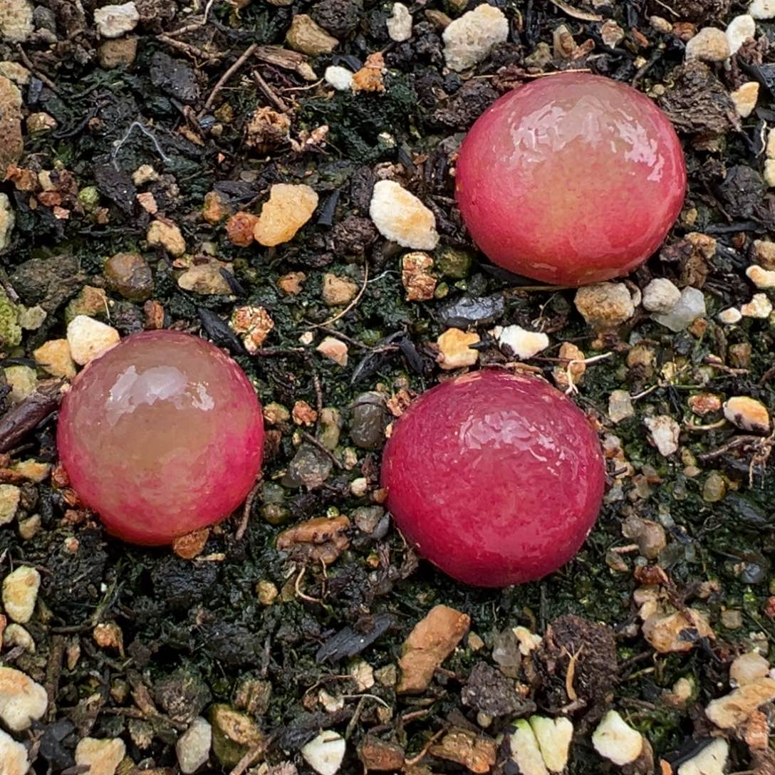 2.9好看的多肉138