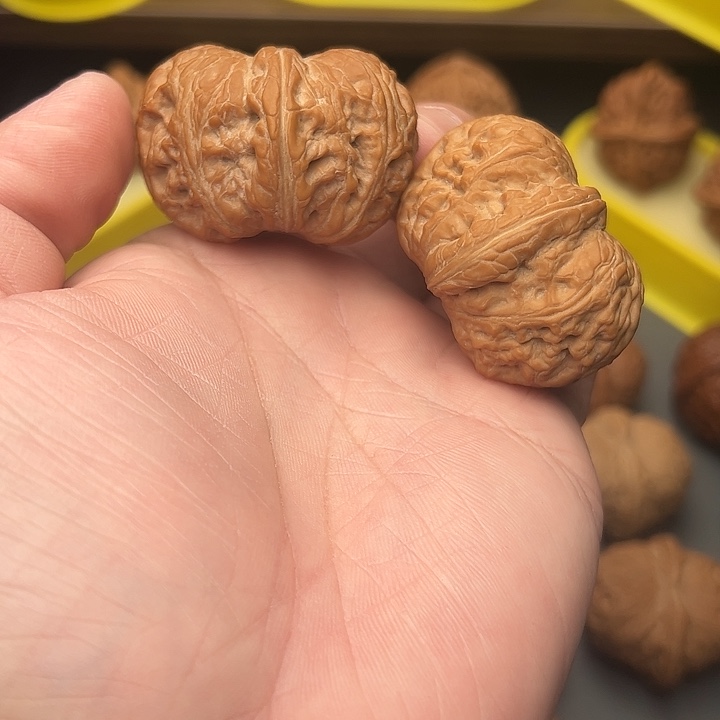 45+尺矮桩满肉毕业元宝