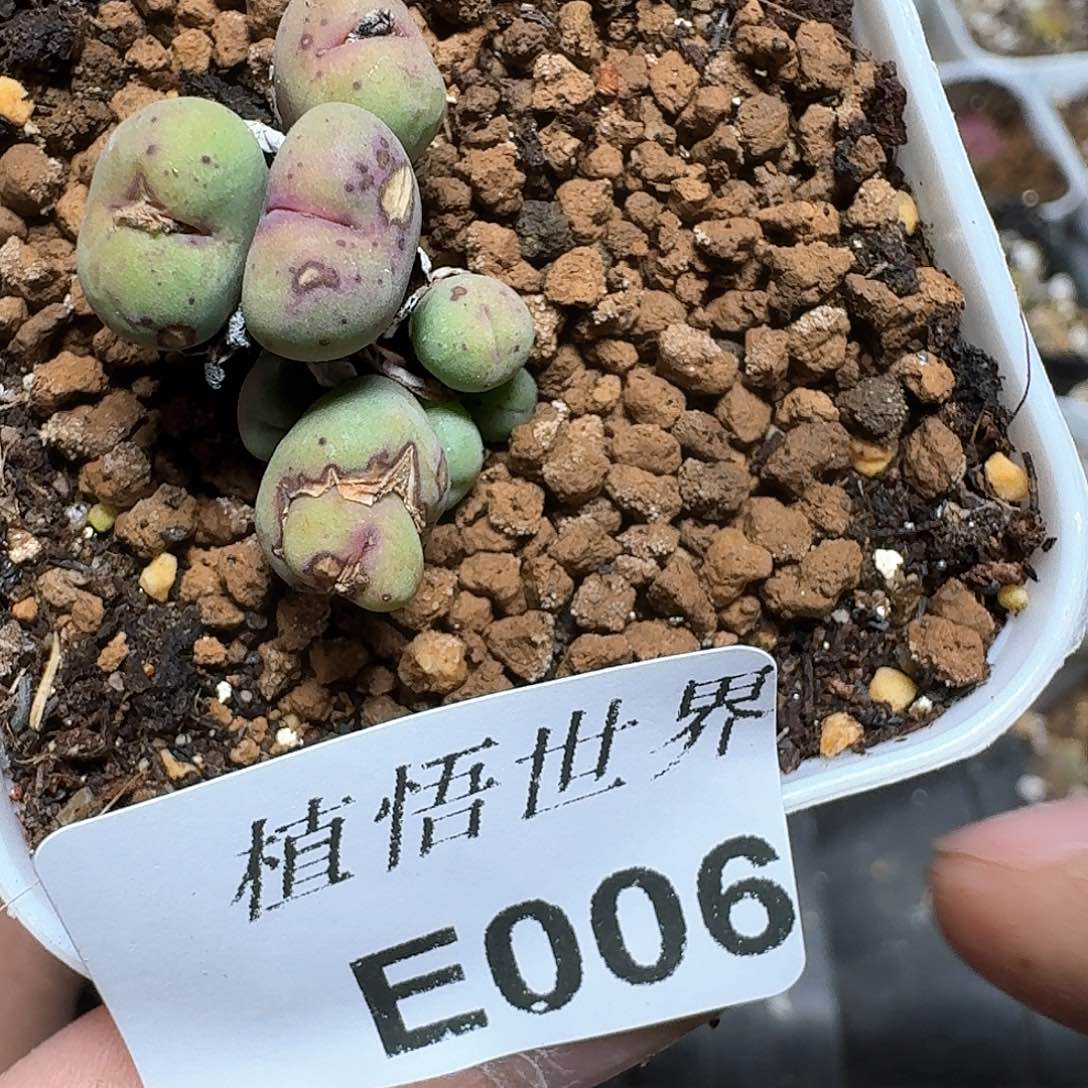 006号多肉植物哇c f