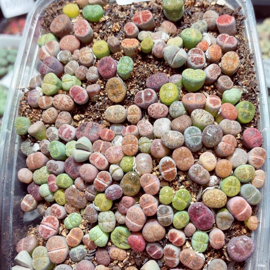 9059––零下地区需拍保温箱