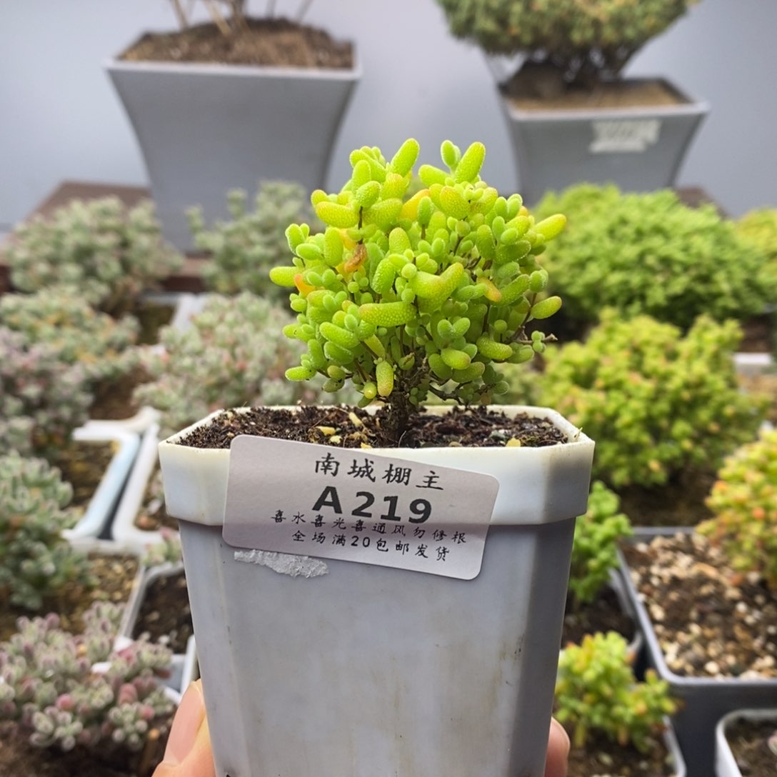 219蜜橘糖球枝干番杏