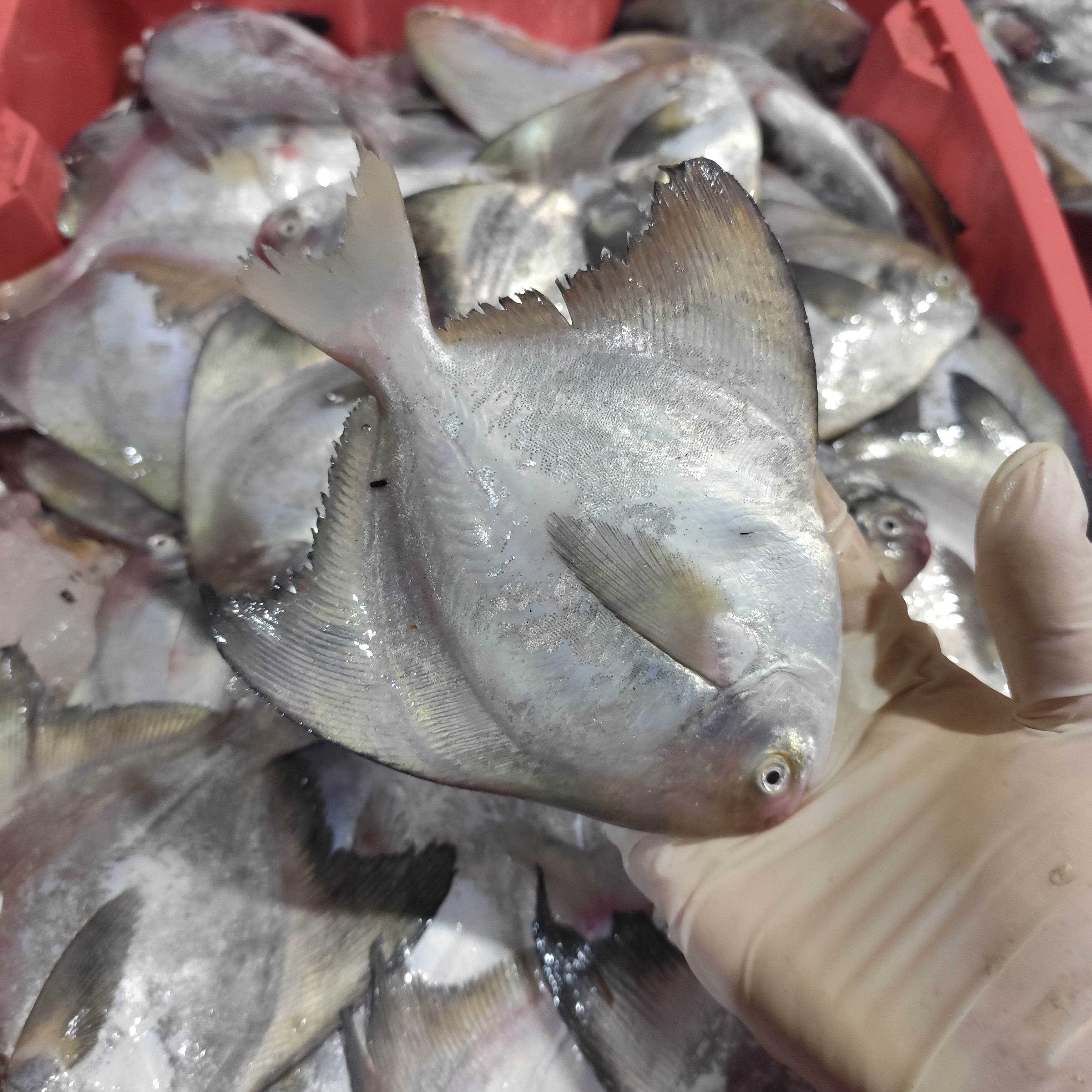 汕尾马宫港-小斗昌，肉质细嫩，辅食首选，冷冻真空发
