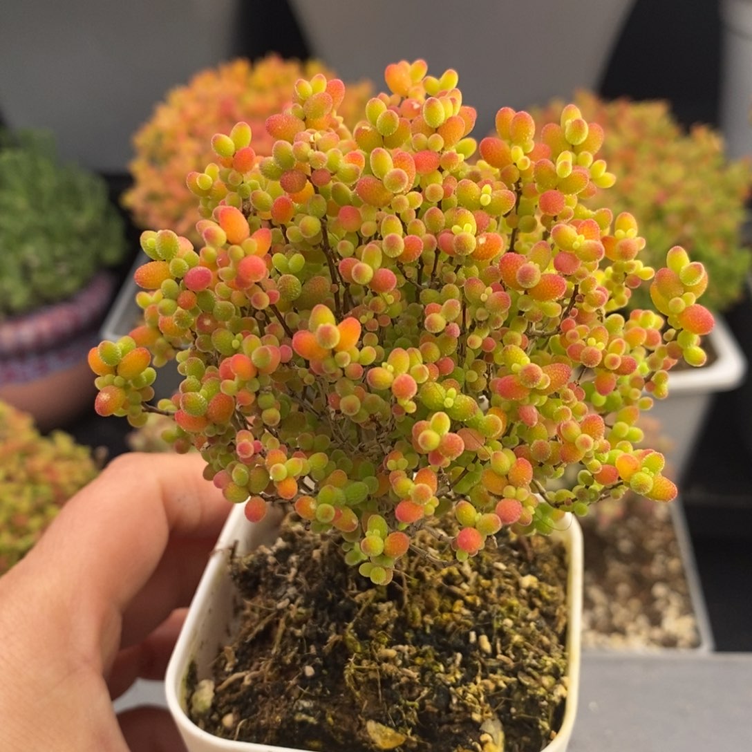 完全开放93号蜜橘糖球（6.5cm）