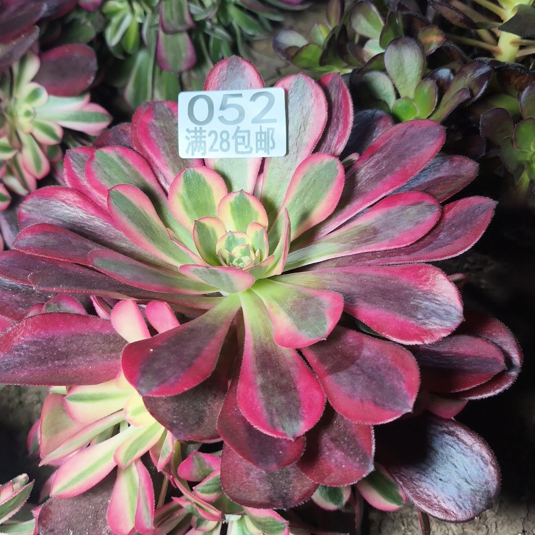 美杜莎多肉植物4-052