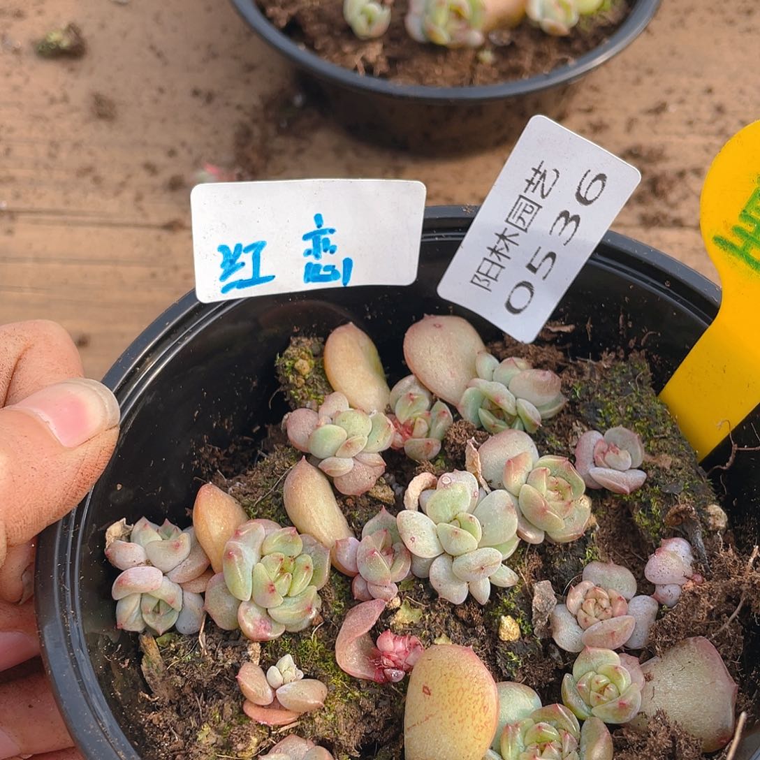 量拍多肉植物多肉植物536