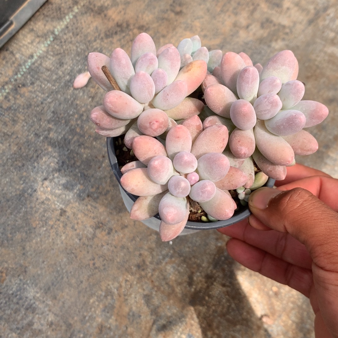 清光绪二十四十二女孩子为