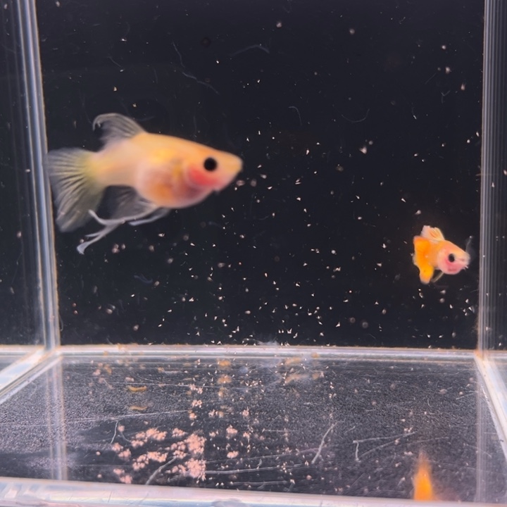 孔雀鱼黄金玻璃猫Ｃ1对