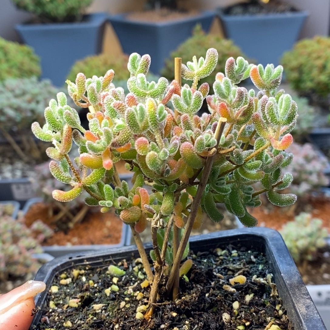 150优选冰晶枝干番杏