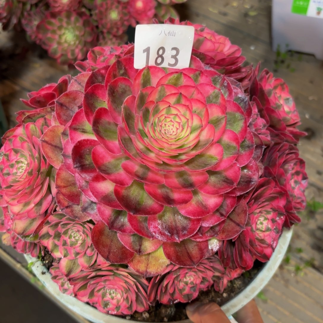 183多肉植物荔枝