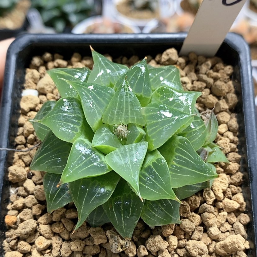 【闪购商品】25葫芦寿
