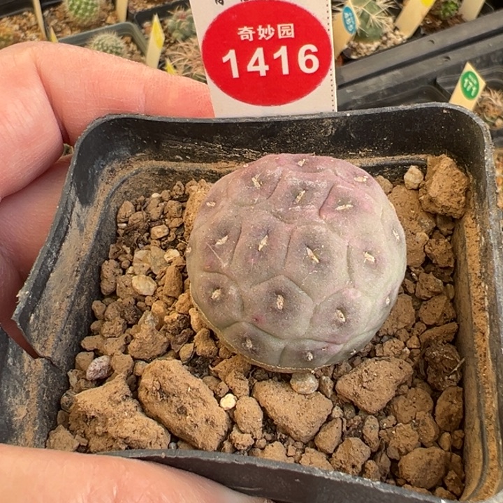 自根无刺紫皮习志野3.3cm