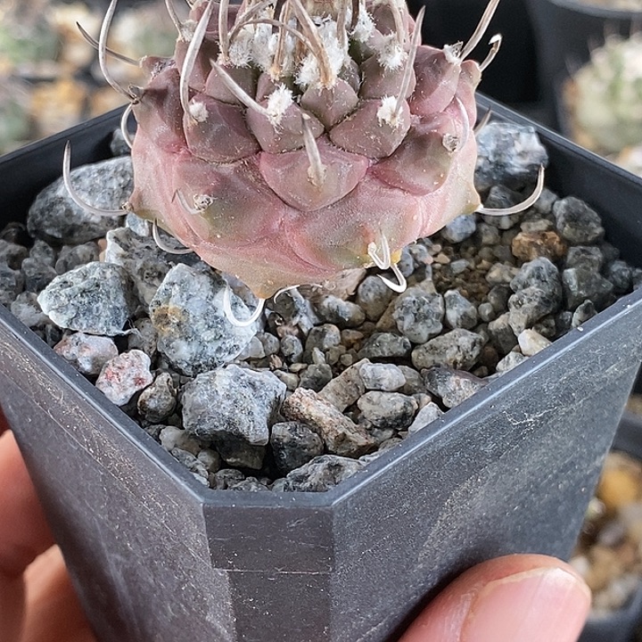 紫肌娇丽3.9公分单刺