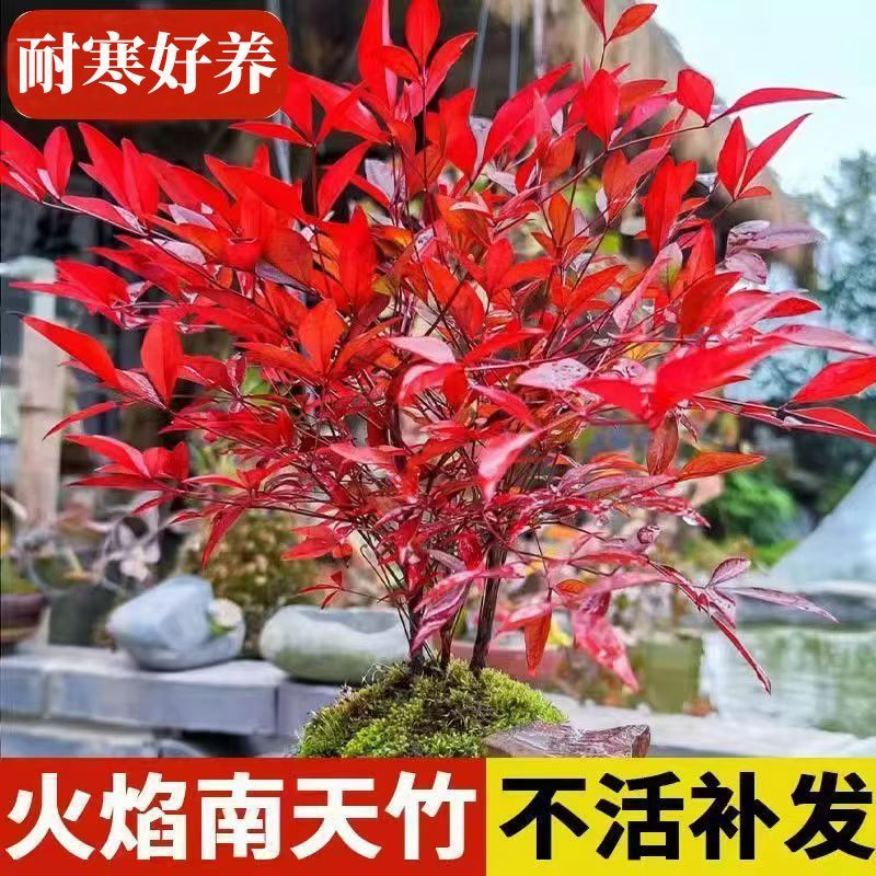 南天竹盆栽绿植火焰南天竹真树红宝石景观老桩植物庭院别墅绿化苗