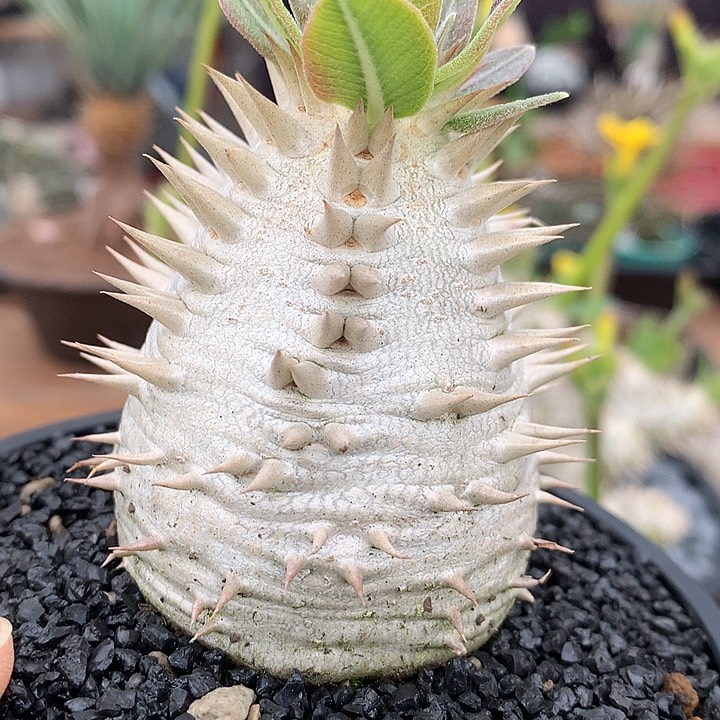 293惠比大黑双排刺6公分6666666