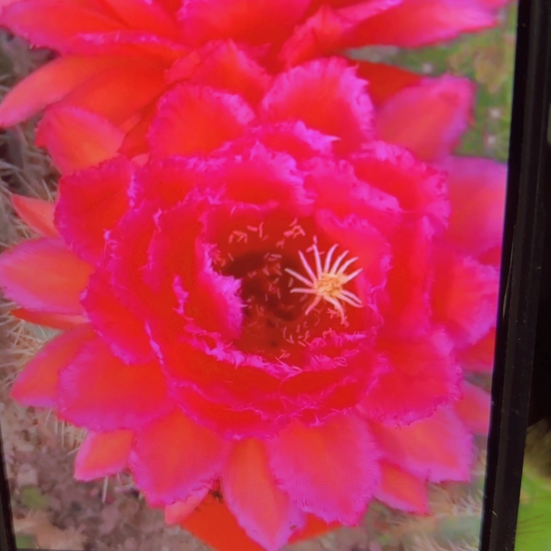 荣耀毛侧牙20包邮仙人球31