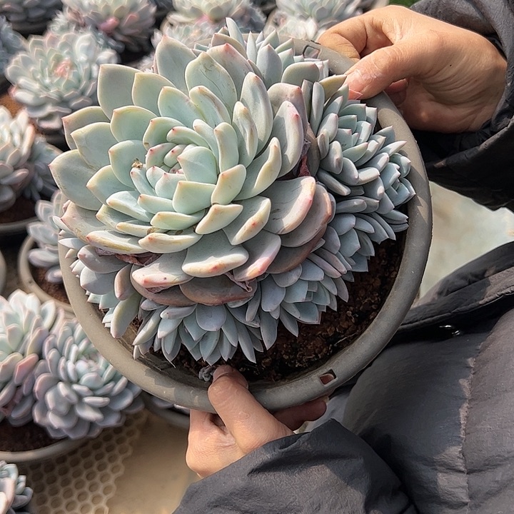 【闪购商品】星影捧花