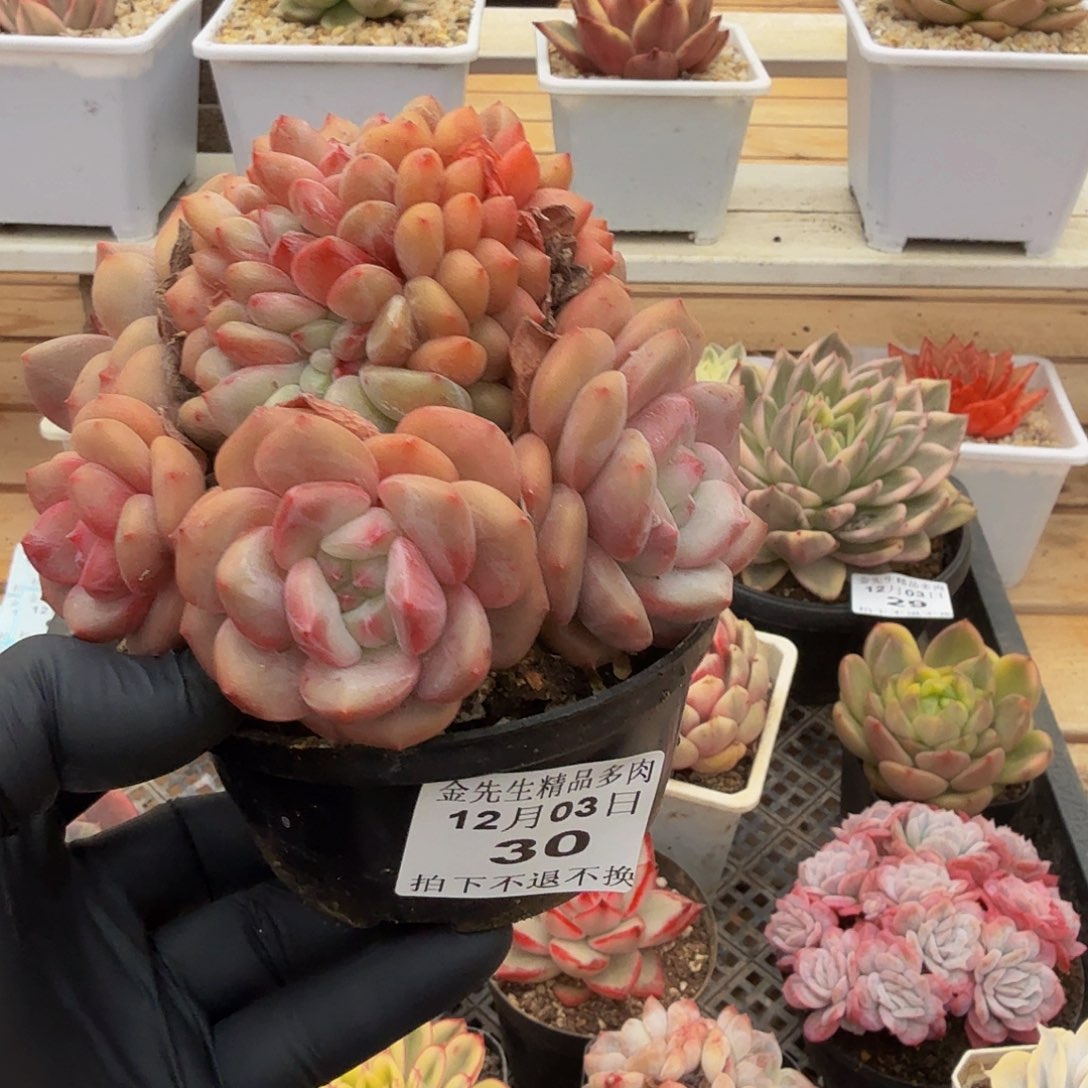 1203-30爱丽儿缀化