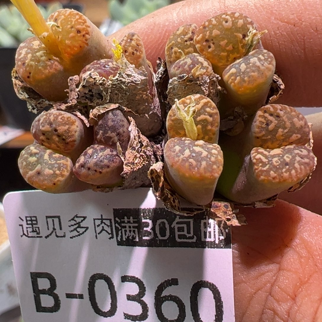 多肉植物111111111111