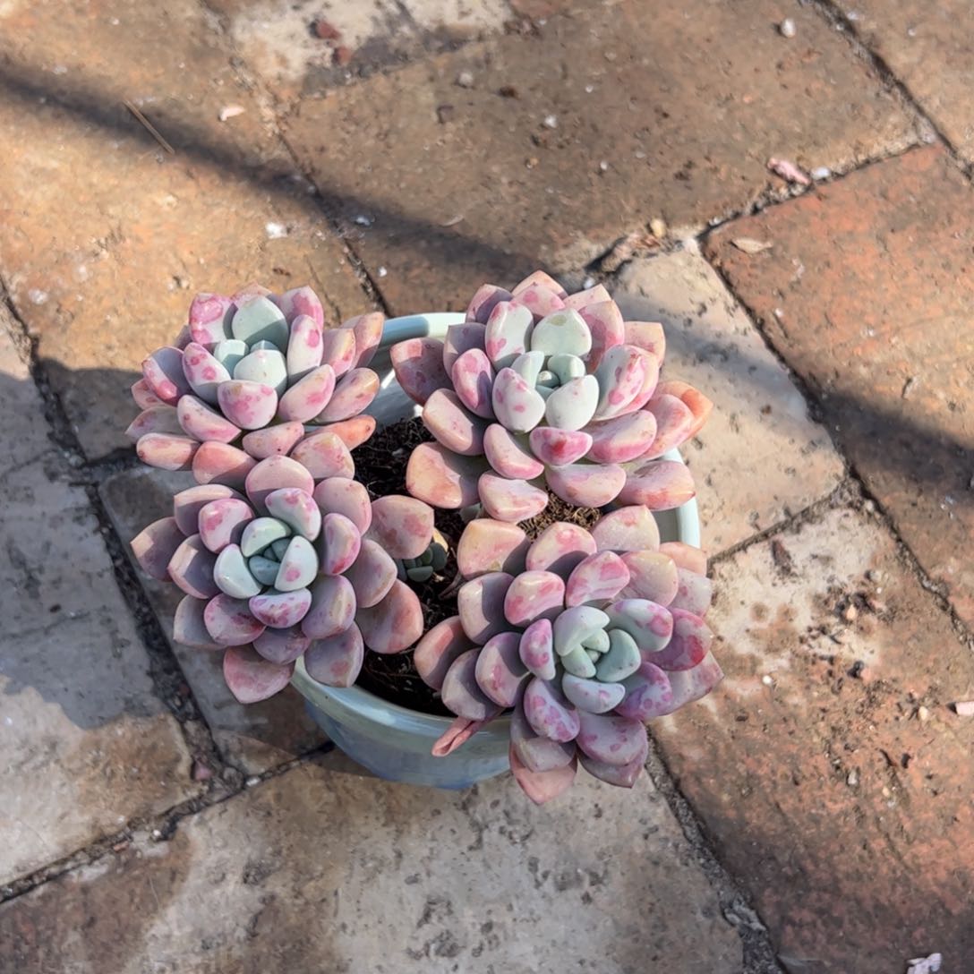 新疆包邮 花斑露群