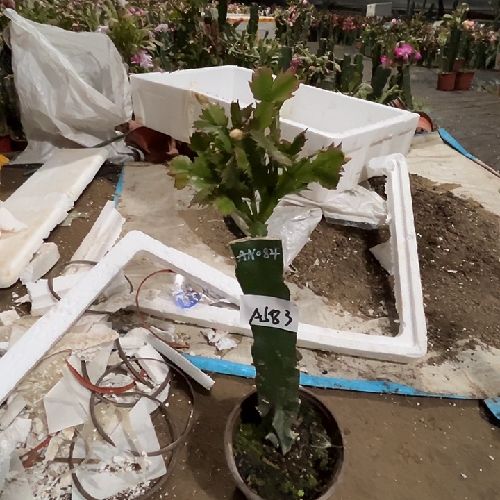 完全开放A583AN084蟹爪兰