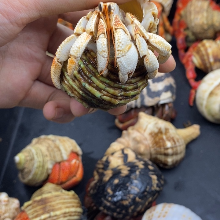 2.6口毛里求斯草莓