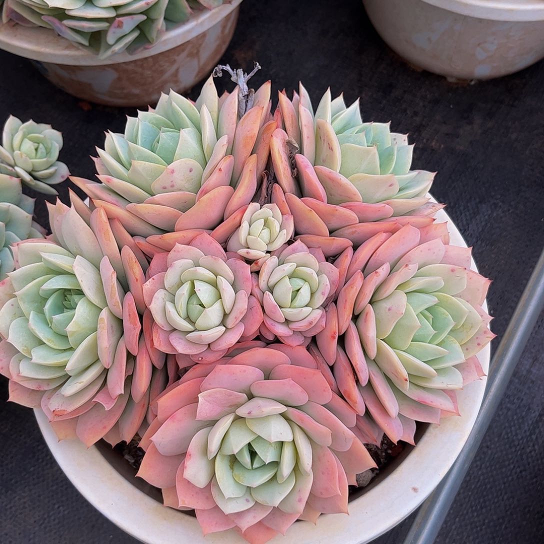 好姑娘多肉，恋曲