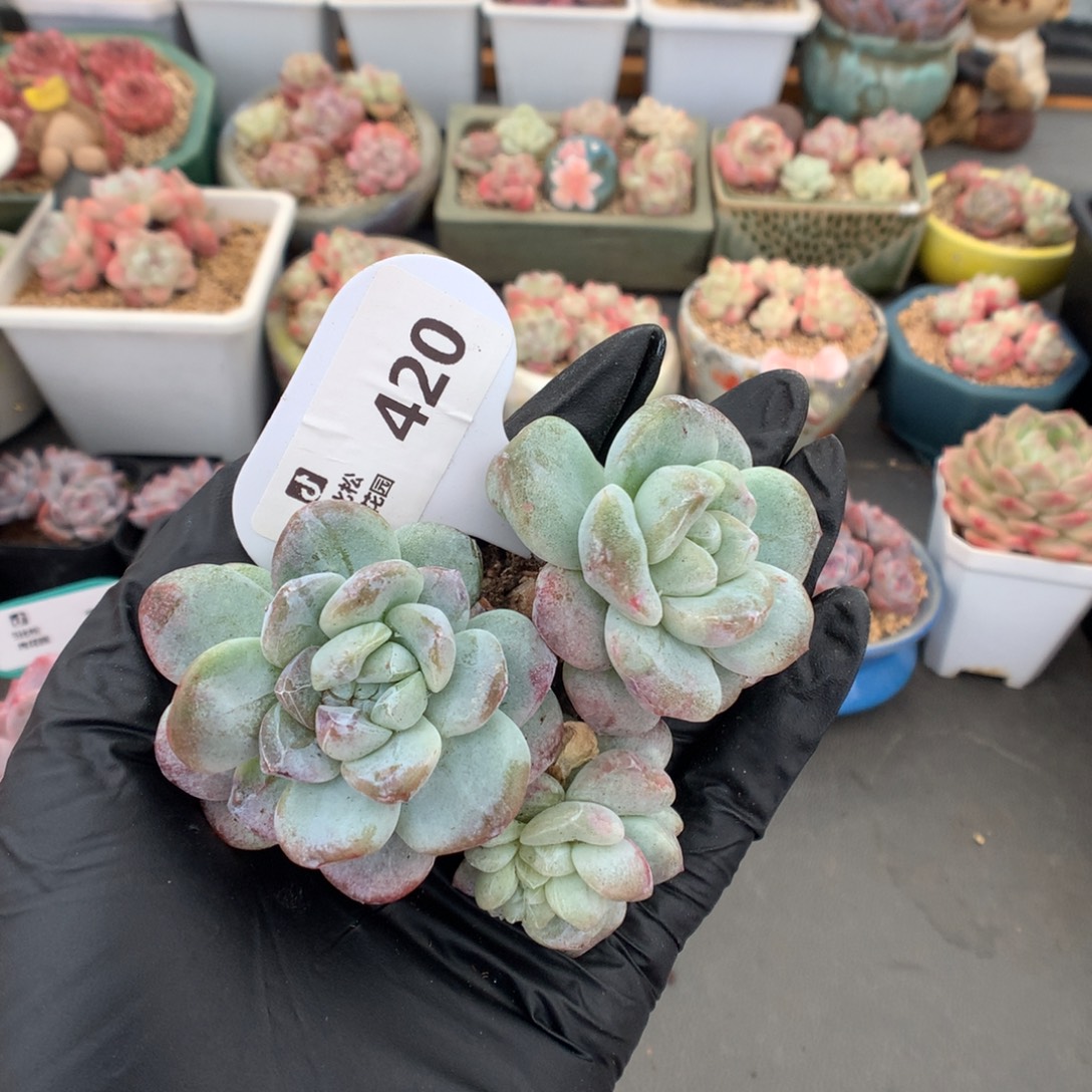 L***L420 冰玉石化多肉