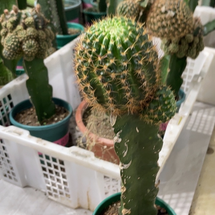 新品进口丽花L50母本