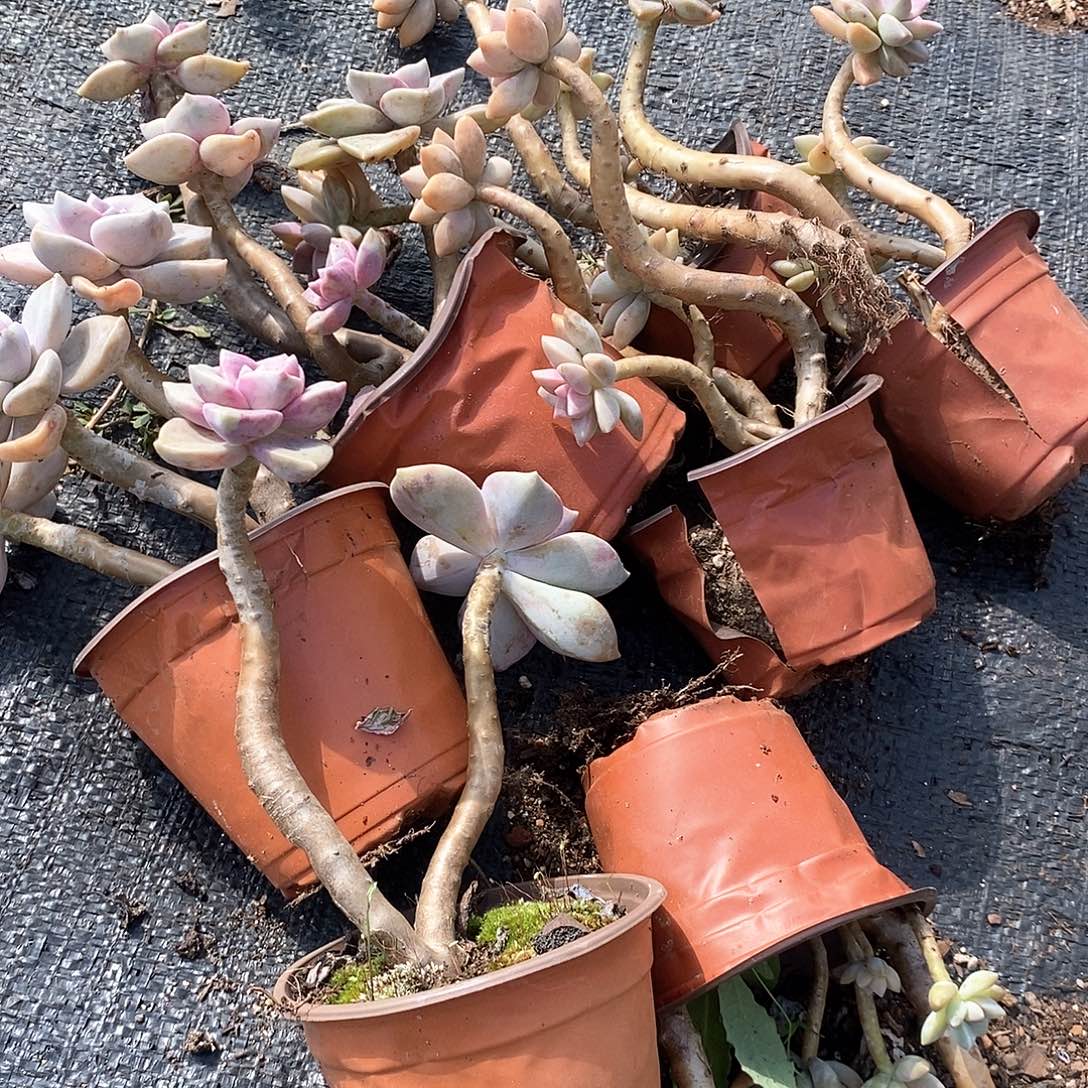 紫乐淡雪，单头双头7颗