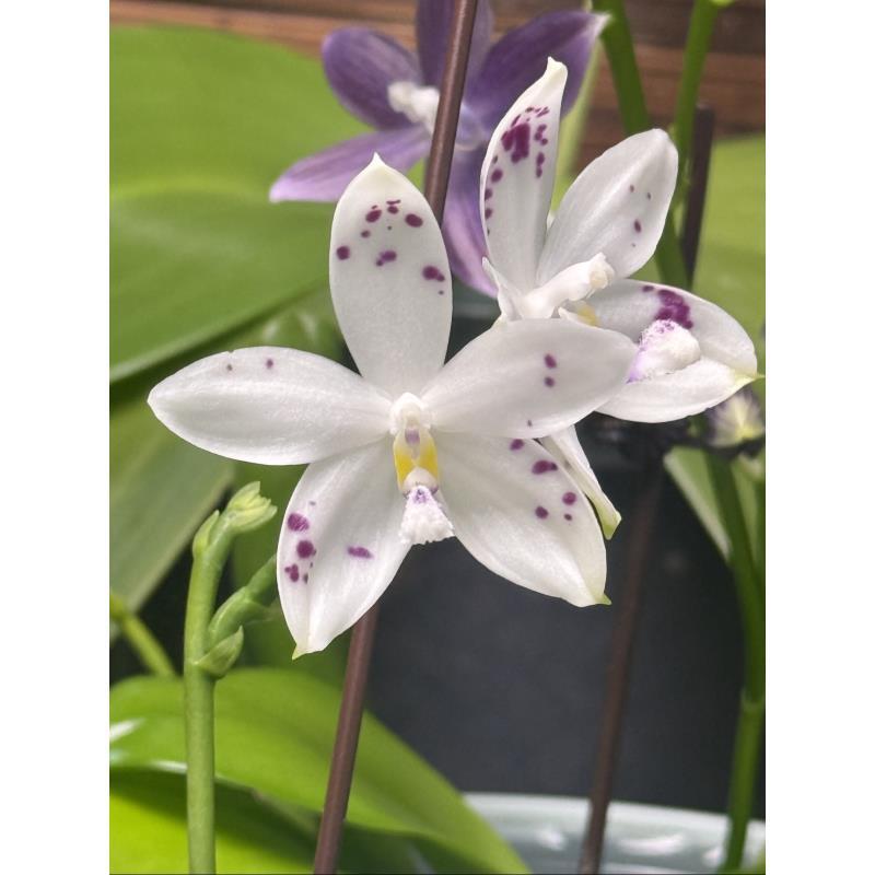  3.5寸盾花超级星  （花剑）