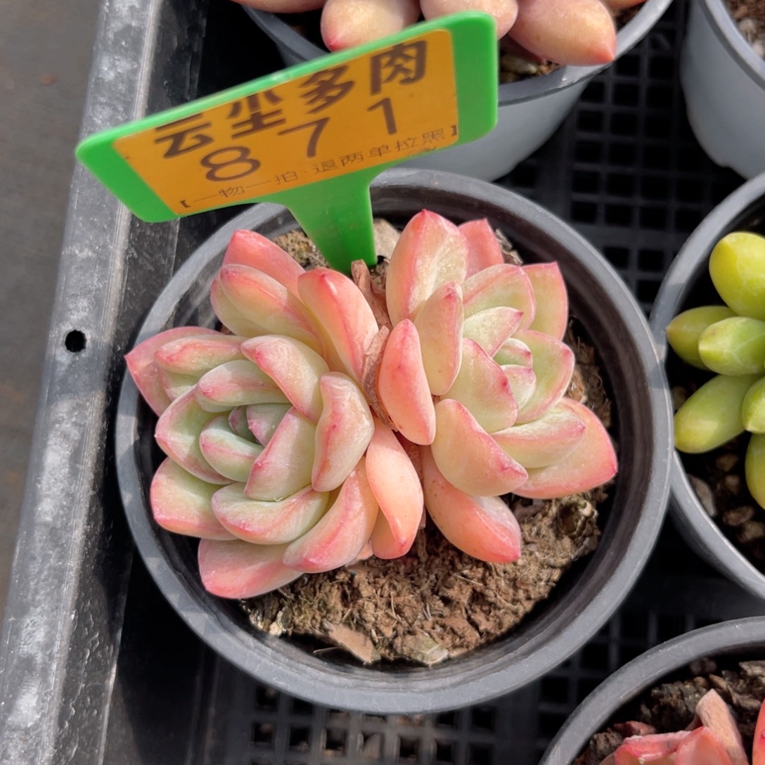 云尘多肉一物一拍871，