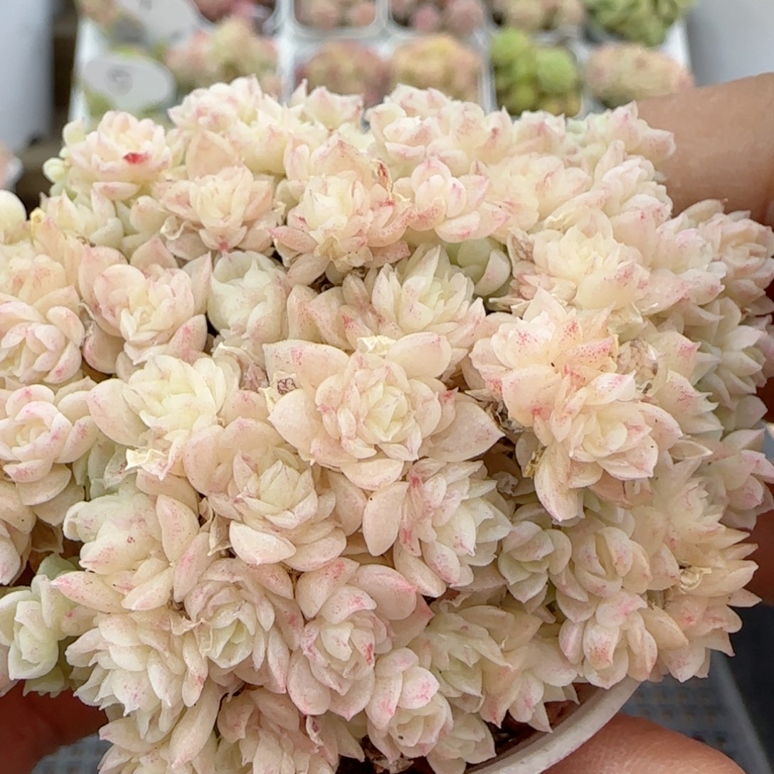 【闪购商品】0116-32烟花