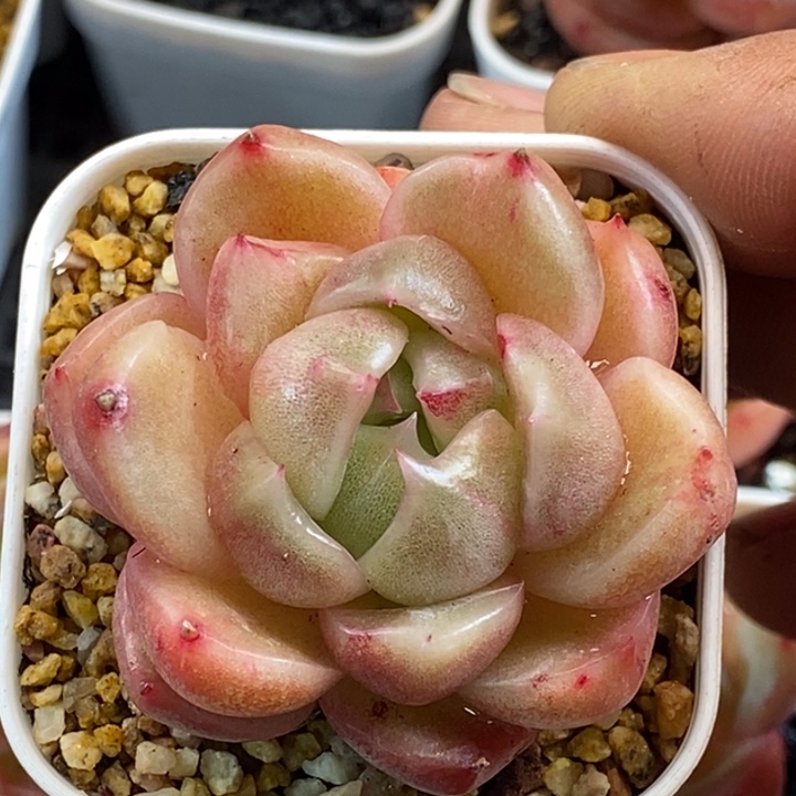 天官赐福百无禁忌