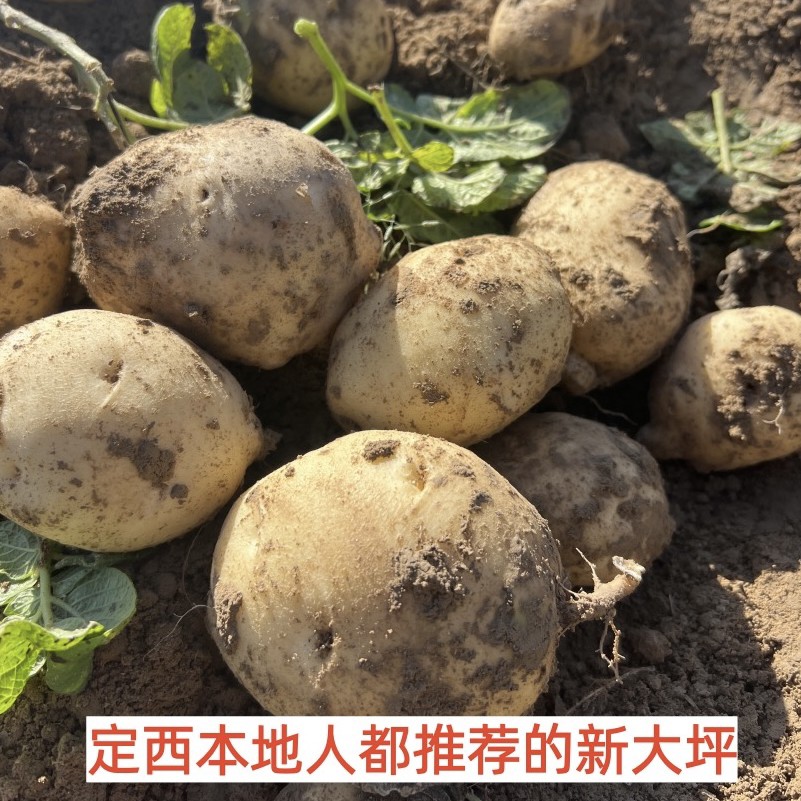高海拔旱沙地种植定西新大坪土豆粉洋芋糯沙面