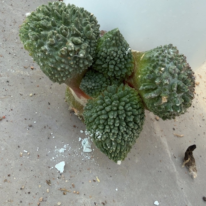 无花朵落地精品颗粒怒涛西三