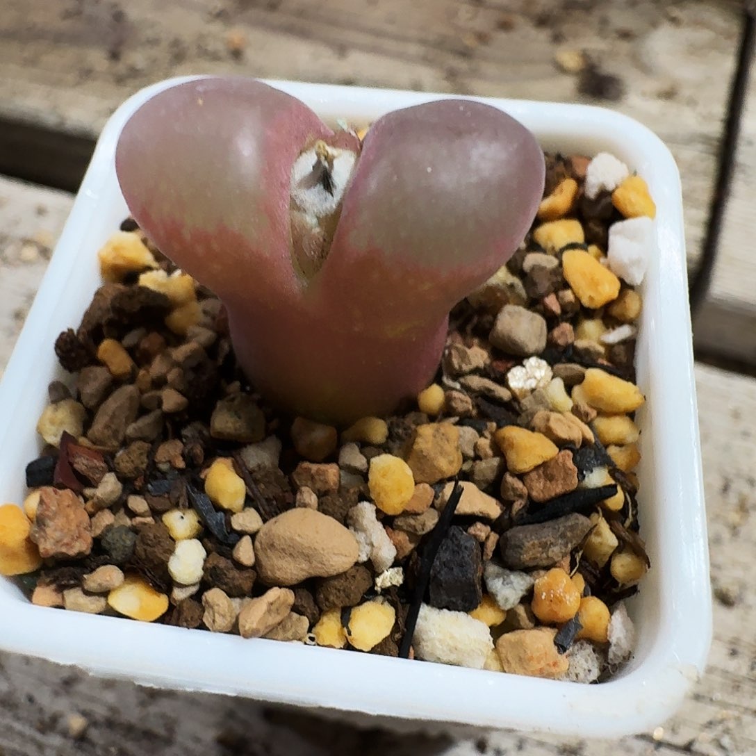 要***呀多肉植物福利紫罗兰388