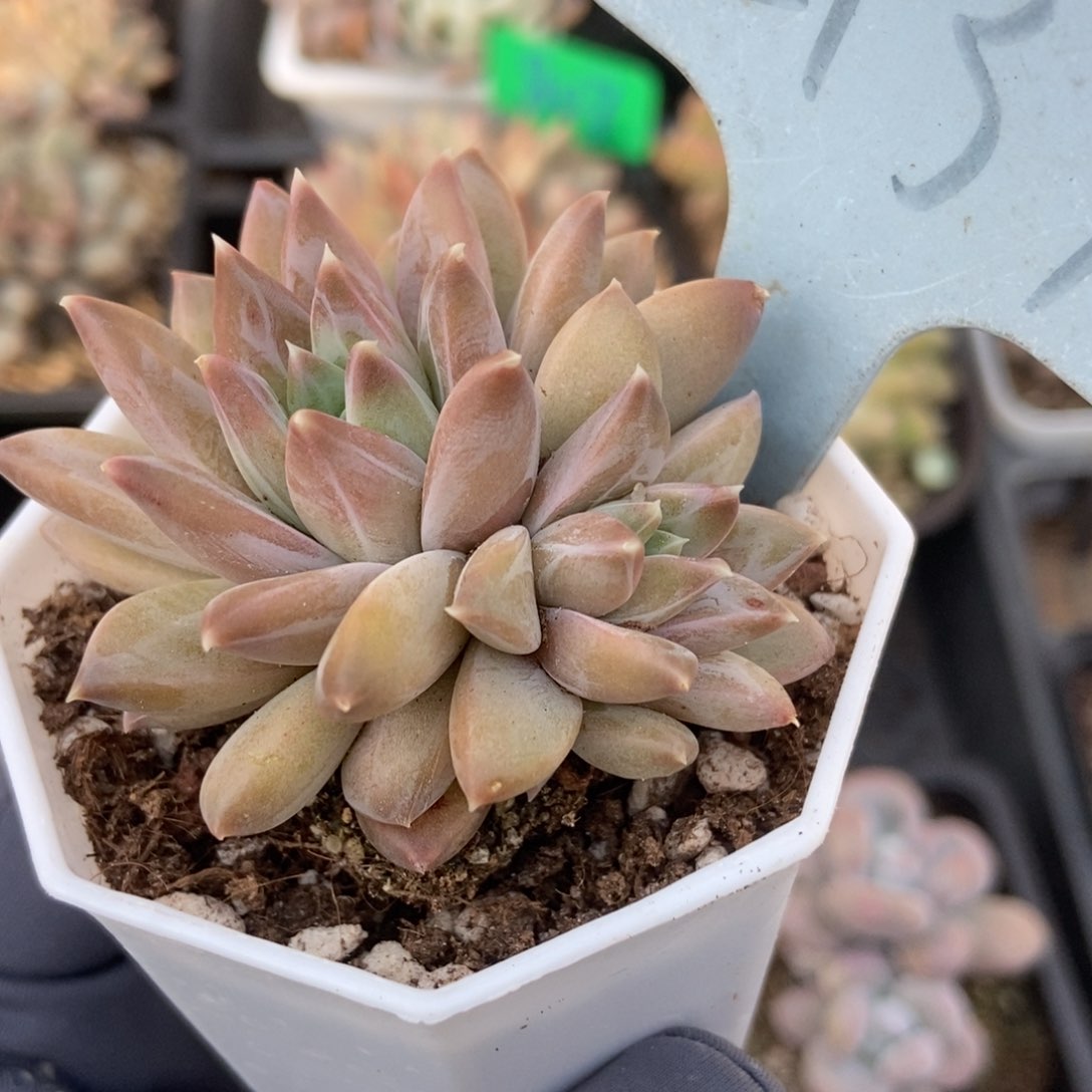 2137牧斯美人多肉植物