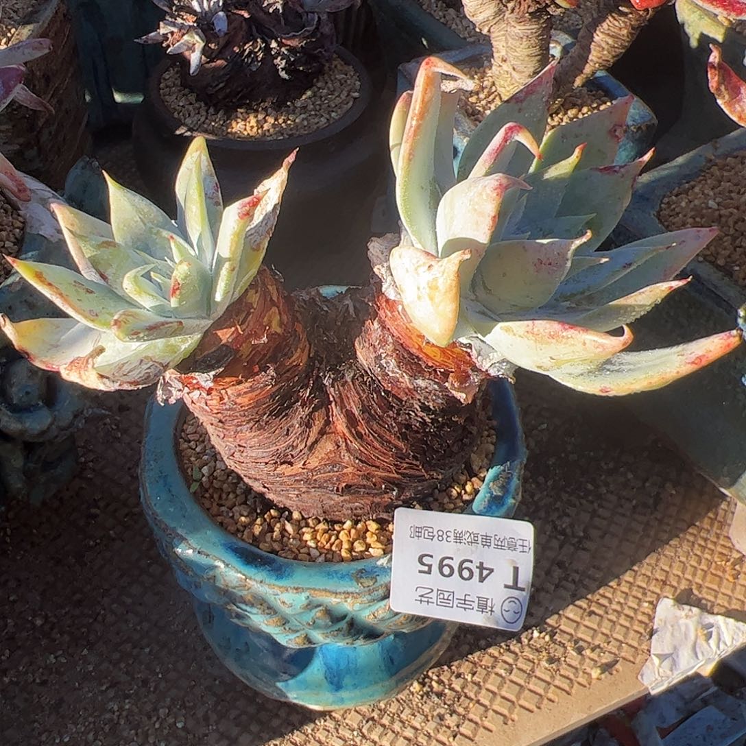 4995雪山仙女杯多肉