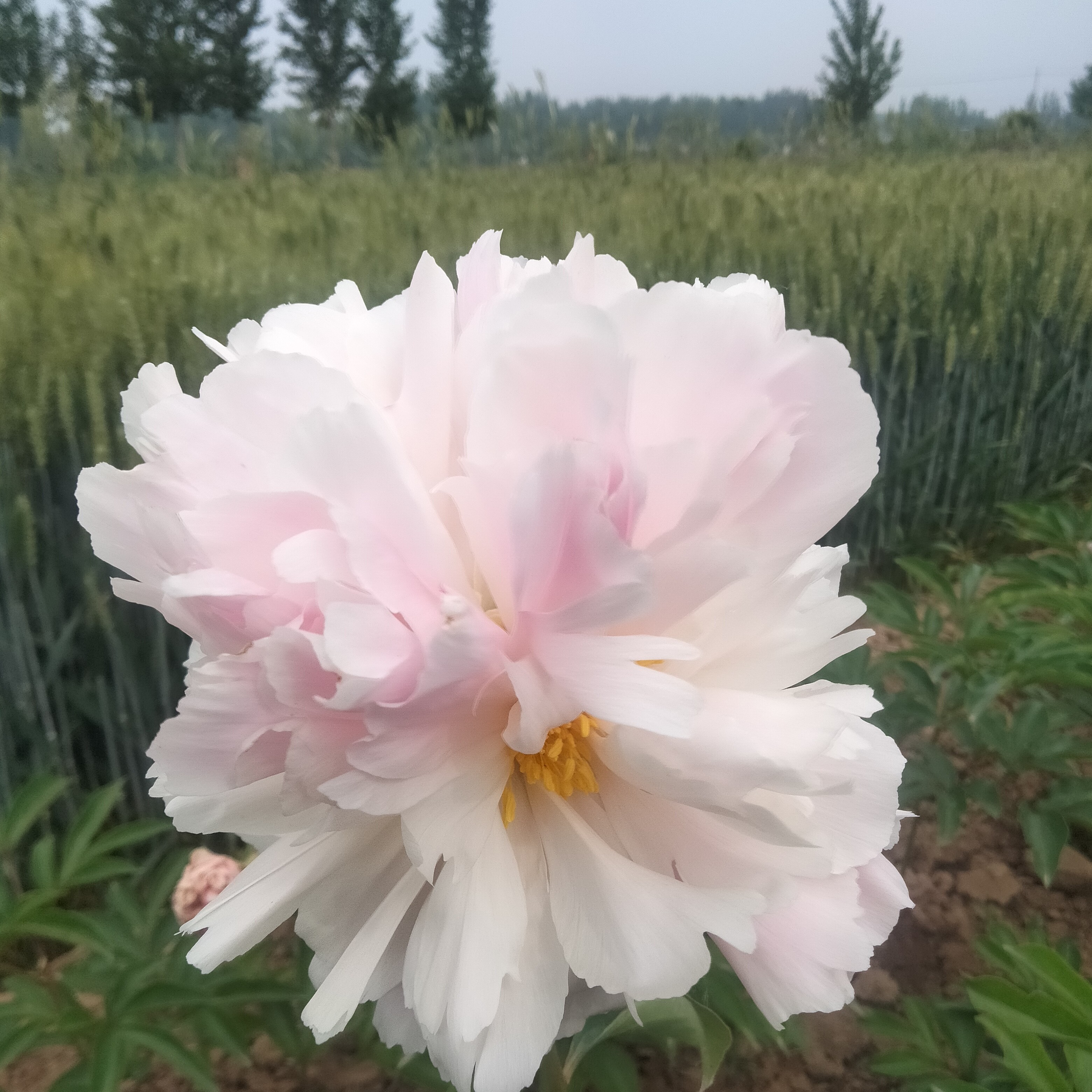 粉玉楼芍药盆栽庭院耐寒植物室内外栽种